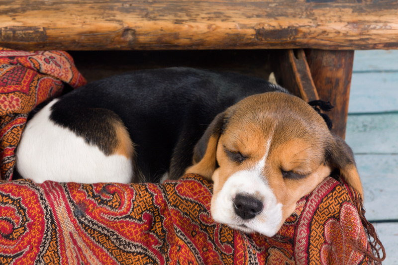 Say Goodbye to Overwhelm with Trusted Clutter Removal and Hoarder Clean Up